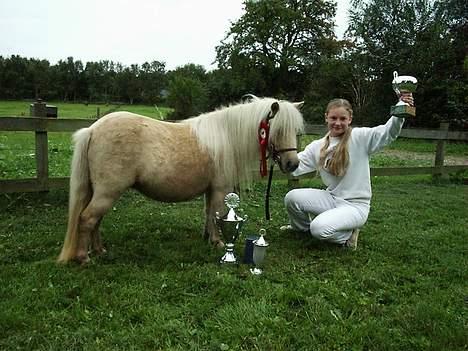 Shetlænder Sunshine - jeg blev tvunget af min mor til at sidde sådan.. dont blame me! :D billede 4