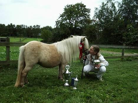 Shetlænder Sunshine - igen min mor.. skulle jo have nogen billeder til dem vi har købt sunshine af, og dem der gav pokalen.! billede 5