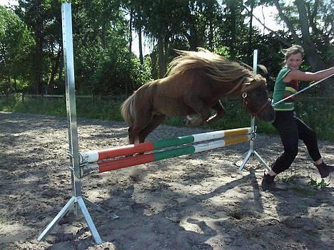 Shetlænder Playboy - så tager vi lige et lille spring :D billede 1