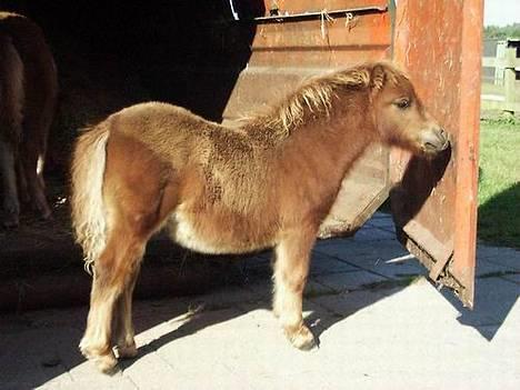 Shetlænder Playboy - playboy som følle :D billede 2