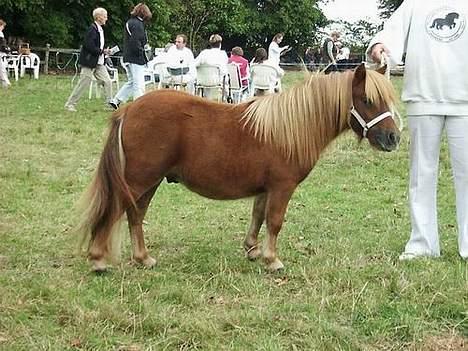 Shetlænder Playboy billede 5