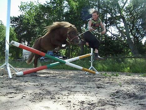 Shetlænder Playboy billede 4