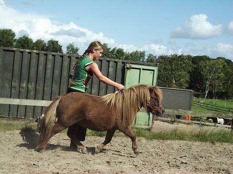 Shetlænder Playboy - løbe kan han også :) billede 3