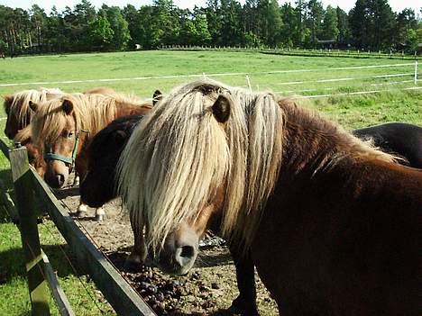 Shetlænder Capsyl - hehe.. deller på halsen! :D billede 2