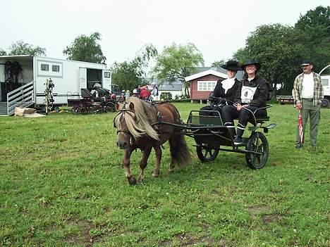Shetlænder Capsyl - på vej ind til dresser.. uhh havde sommer fugle i maven der!!!! billede 3