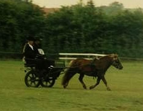 Shetlænder Capsyl - dejlig trav han har.. han har også kørt travløb da han var i sverige! billede 4