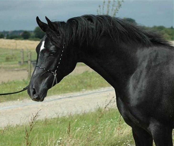 Arabisk fuldblod (OX) Aswad al walad ox 3807 - Foto: Jani Pedersen billede 1