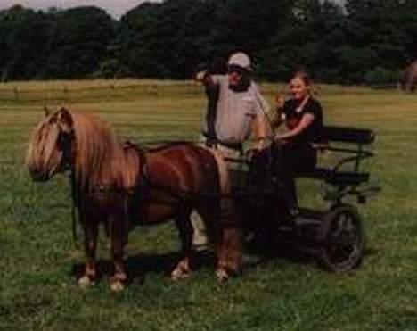 Shetlænder Capsyl - her er vi til kørekursus! rigtig hyggeligt! billede 5