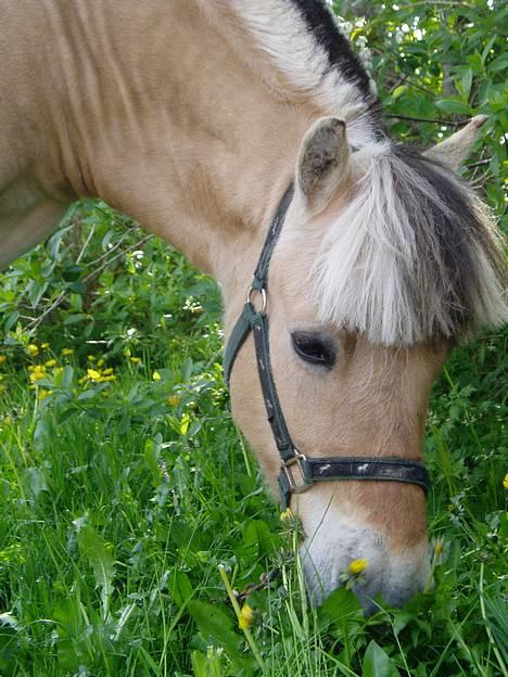 Fjordhest Baldur - BAldur spiser lidt mælkebøtter... Hvor er han dog dejlig.. billede 9