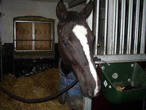 Dansk Varmblod Picaline [Himmelhest] - Se hvor sød jeg er... :) billede 1