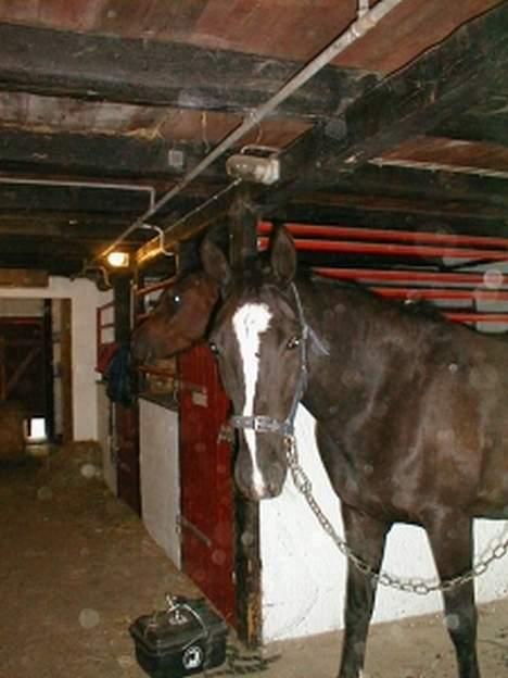 Dansk Varmblod Picaline [Himmelhest] - Hvor sød.. billede 2