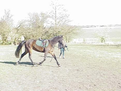 Traver Ranja Harvester - Ranja bliver lige longeret. 2000 billede 2