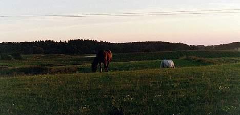 New Forest Erto - Kaldes Buster - Stemningsbillede ud over folden og engene. Buster går på fold med sin gamle ven, Krumme. billede 2