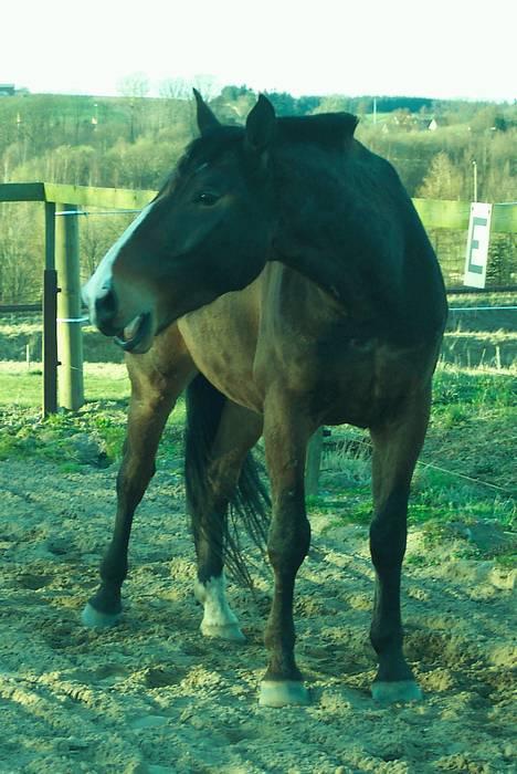 Anden særlig race Malik - Gab :-) Er han ikke nuttet billede 6