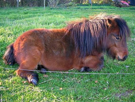 Shetlænder Neya - Tager sig en slapper 04 ;) billede 6