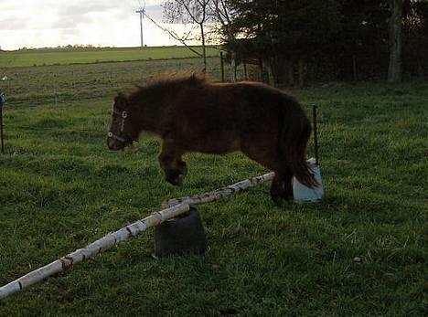 Shetlænder Neya - Neya der løsspringer billede 7