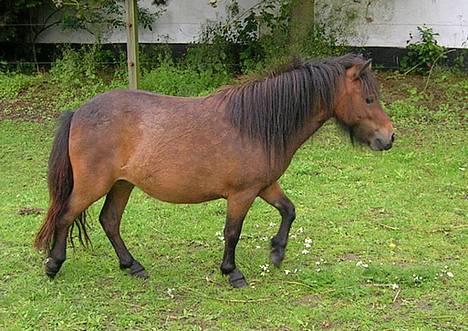 Shetlænder Neya - Nok et af de bedste billeder jeg har af Neya.. Man kan jo se heeele kroppen :P WAUW :P hah billede 8