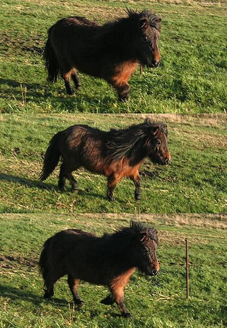 Shetlænder Neya - En lille *trav-serie* af neya ;) billede 9