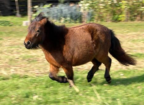 Shetlænder Neya - Heh så har hun fået vinterpels 04 ;) Fuld galop :D wee billede 10