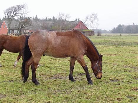 Irish Draught Carino/Rino/Rinsen - Der er nu ikke noget som græs igen, nu sneen er væk.. billede 7