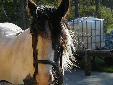 Tinker Bacardi billede 6