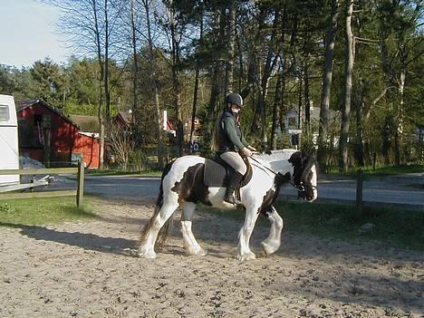 Tinker Bacardi billede 7