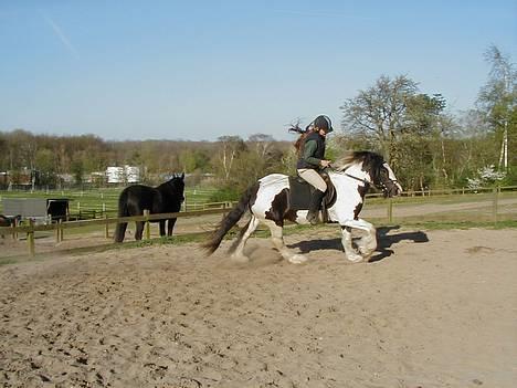 Tinker Bacardi billede 8