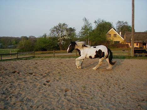 Tinker Bacardi billede 10