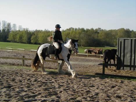 Tinker Bacardi billede 9