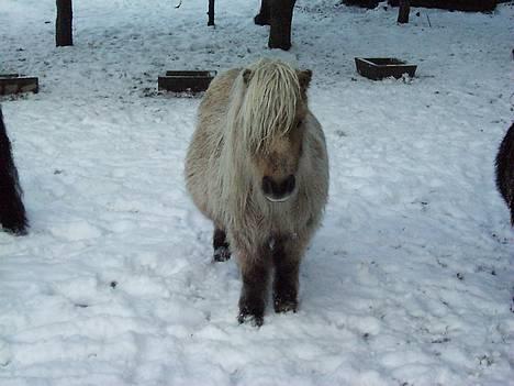 Shetlænder Sunshine - hehe.. min engne lille pels-tot! :D billede 6