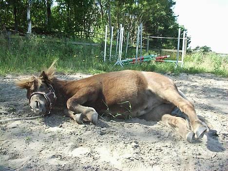 Shetlænder Playboy billede 6