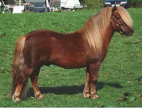 Shetlænder Capsyl - Capsyl da han var i sverige! billede 7