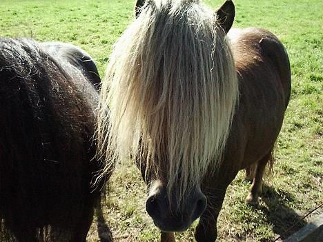 Shetlænder Capsyl -  mad???? billede 8