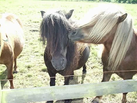 Shetlænder Capsyl - "hey baby, how about a littel kiss?" billede 10