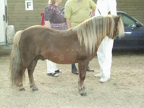 Shetlænder Capsyl - "ihh.. snakke snakke.. dumme mennesker.." billede 6