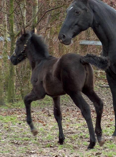 Anden særlig race Freja billede 9