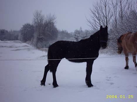 Frieser Faust billede 7