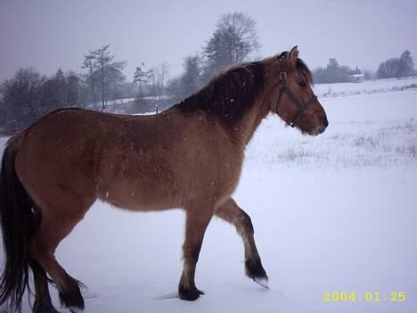 Anden særlig race Freja billede 5