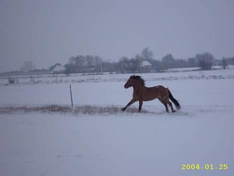 Anden særlig race Freja billede 6