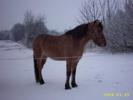 Anden særlig race Freja billede 8