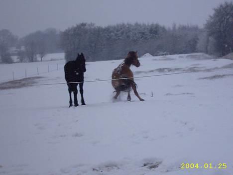 Anden særlig race Freja - Woops... Der var vist lidt glat... billede 7
