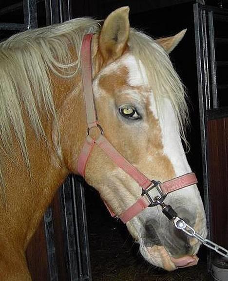 Haflinger Suleika R.I.P Min ven billede 1