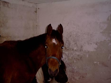 Dansk Varmblod Bakkely`s La`Mour billede 6