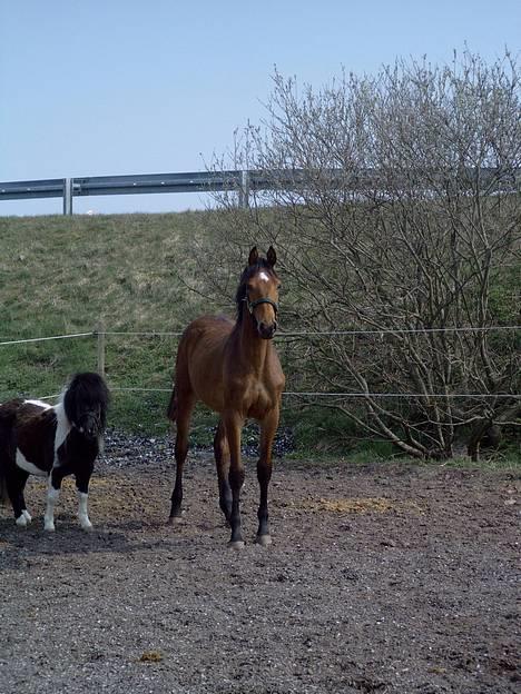 Dansk Varmblod Bakkely`s La`Mour billede 7