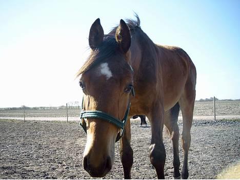 Dansk Varmblod Bakkely`s La`Mour billede 8