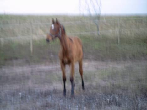 Dansk Varmblod Bakkely`s La`Mour billede 9