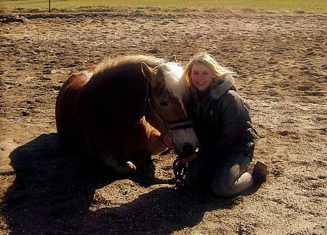 Haflinger Alliann Rundhøj - ved at lærer hende at ligge sig (:MÅ IKKE KOPIRES billede 5