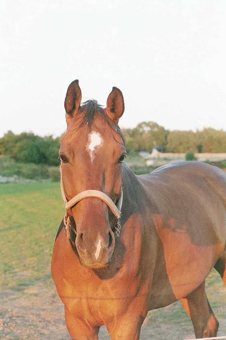 Dansk Varmblod Amos - Amos om sommeren billede 6
