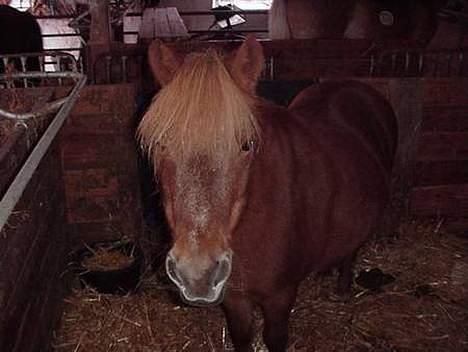 Anden særlig race Aalekrogens Rikke *R.I.P* billede 2