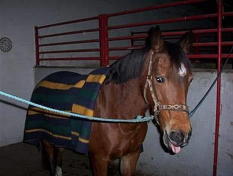 Anden særlig race Jennifer - Jennifer - efter en ridetur billede 1